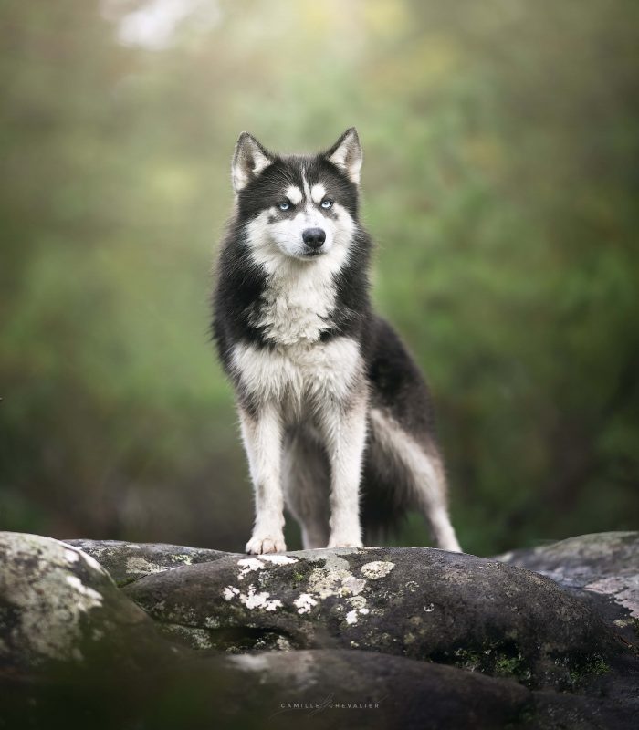 Elevage pomsky Royaume des Galopins