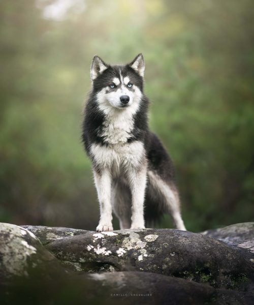 Elevage pomsky Royaume des Galopins