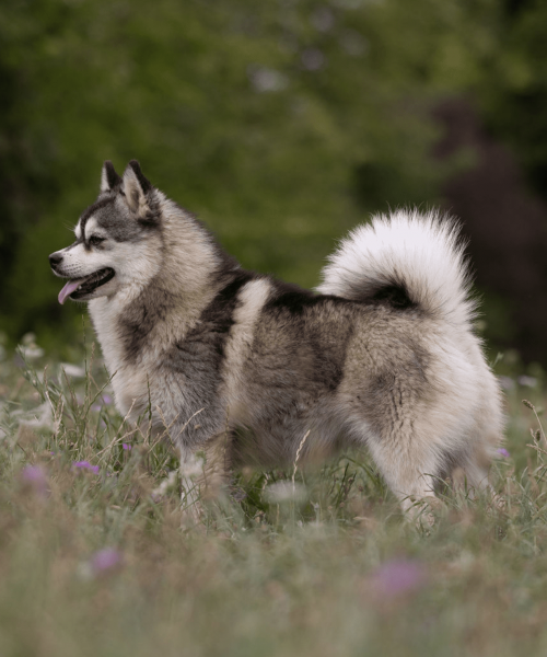 Pomsky Mini and Toy Royaume des Galopins