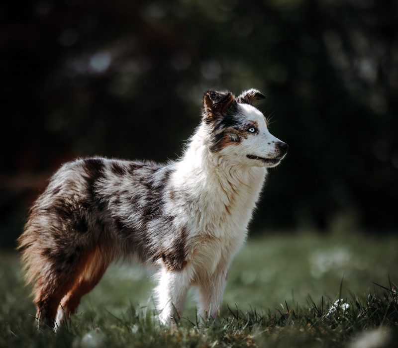 RdG_2022-04_Web_18-rm30xwx3q0j9bj6lzvs451byivwsto7y1g752pv048 Tout Savoir sur le Berger Australien Miniature & Toy