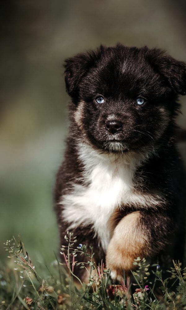 RdG_2022-04_Web_7-1-rm30xzqjut53dbghdyny9w3o5lcniozm9ogfcjf8r4 Caractère Berger Américain