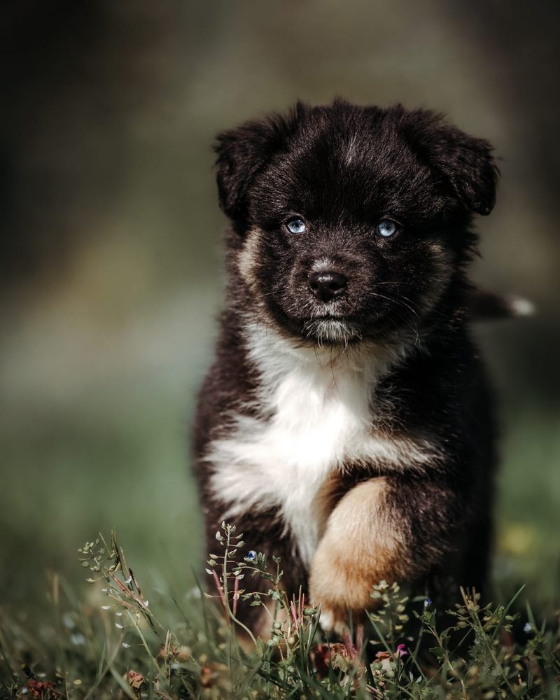 RdG_2022-04_Web_7-1-rm30xzqmaioto53djn1dfu4dgkviafgouan3lfbqq8 Tout Savoir sur le Berger Australien Miniature & Toy