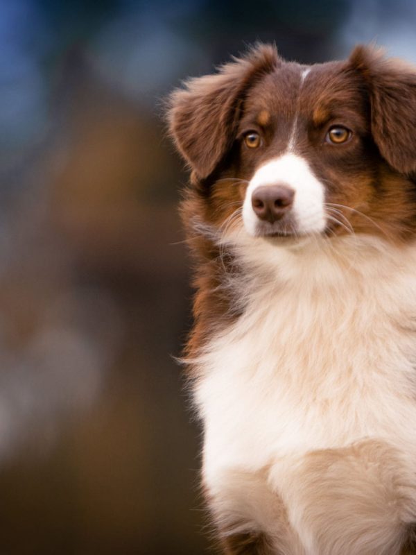 Australian Shepherd Toy