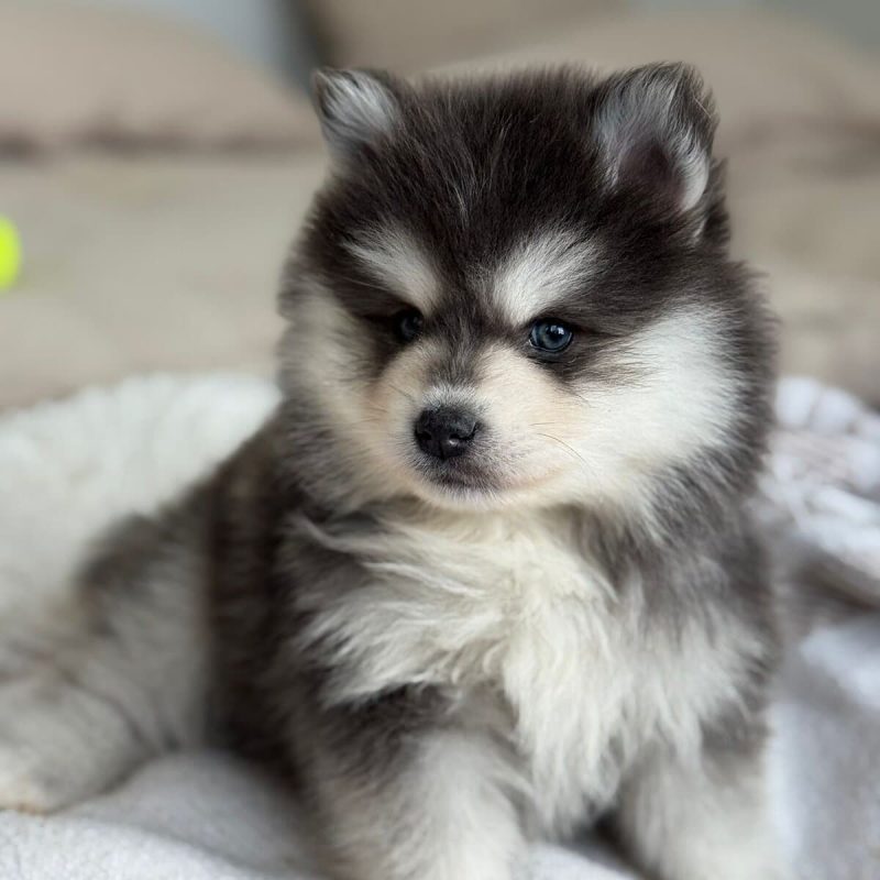 WhatsApp-Image-2026-02-23-at-18.42.13-1-rm30u5kcdvejc9ziabyap3bld8w5b59s4br1ztyo1s Prix du Pomsky et du Berger Australien - Élevage Royaume des Galopins