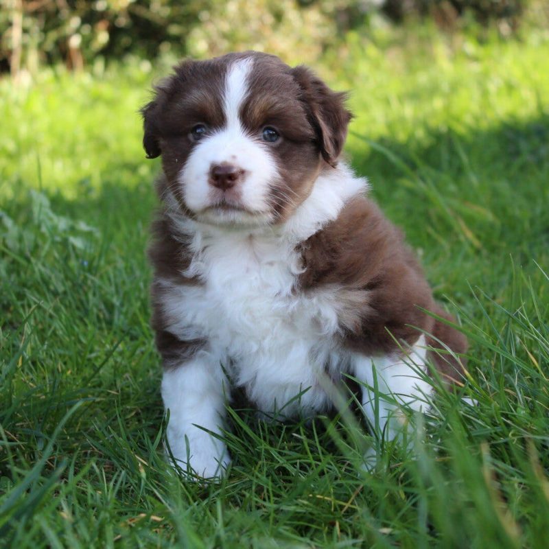 WhatsApp-Image-2026-02-25-at-18.35.09-rm30u6i6kpftnvy54ucx9l31ymriiudiggejh3x9vk Prix du Pomsky et du Berger Australien - Élevage Royaume des Galopins