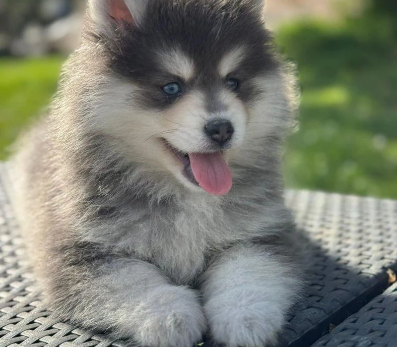 WhatsApp-Image-2026-03-17-at-11.20.59-rm30tx3sod2dz6zibnm71jmfmxln3zd0hodunds8k8 Prix du Pomsky et du Berger Australien - Élevage Royaume des Galopins