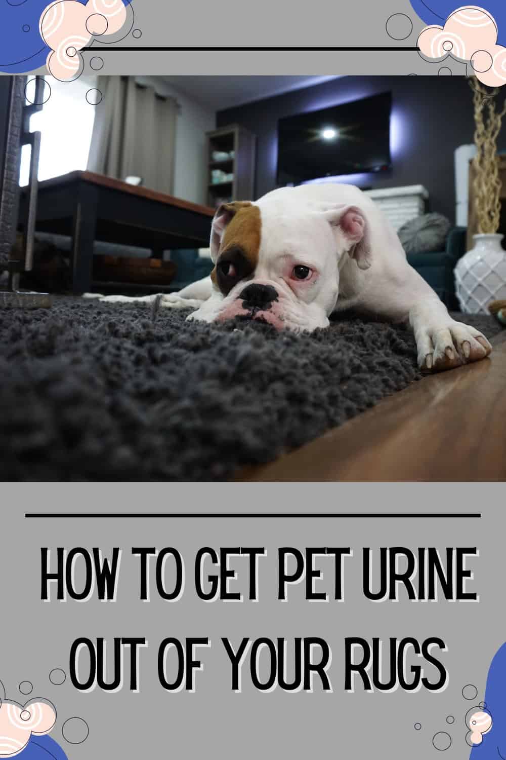 Steps for cleaning pet urine from area rugs