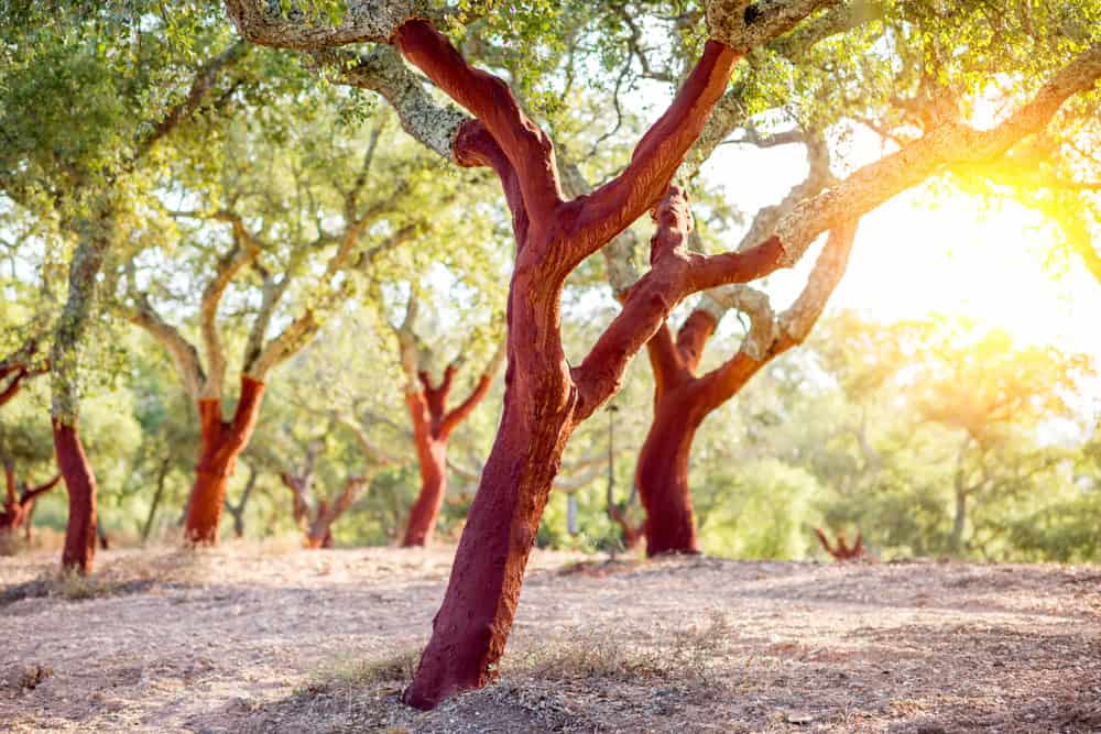 Cork Flooring | Cork trees