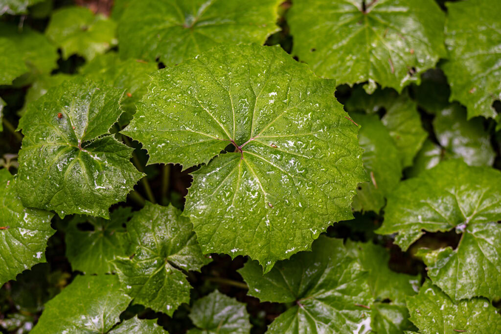 Tamron 35-150mm F/2-2.8 Di III VXD