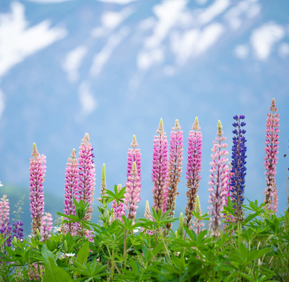 Paisaje natural con flores de altramuz en tonos rosas y morados vibrantes sobre un fondo de montañas nevadas.
