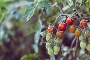 How and When To Plant Tomatoes and Peppers?