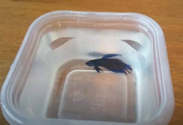 betta in salt bath, salt dip, betta brackish water