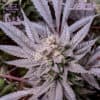 SGG - Midnight Frost (Sacacandy x F13)