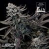 SGG - Midnight Frost (Sacacandy x F13) - Image 3