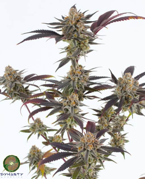 Dynasty - Lavender Sour Diesel (Black Blue Magoo #7 x ECSD BX1)