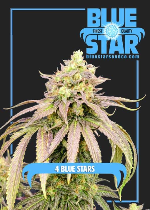 Blue Star Seed Co - 4 Blue Stars (Blue Star x Blue Star)