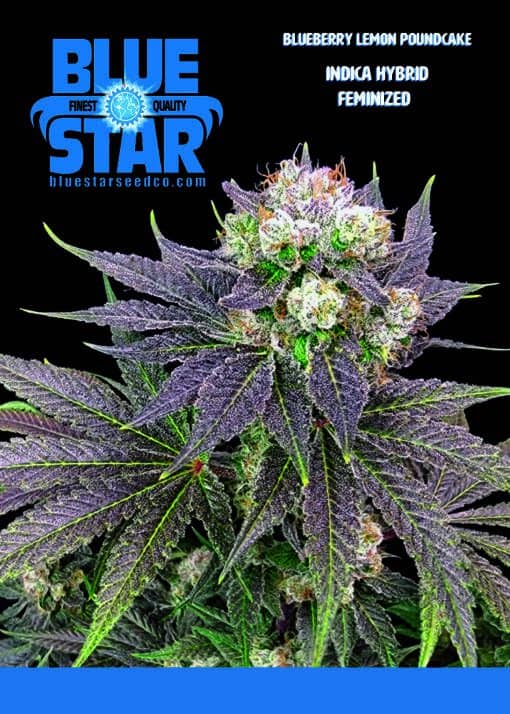 Blue Star Seed Co - Blueberry Lemon Poundcake (London Poundcake x Blue Star)