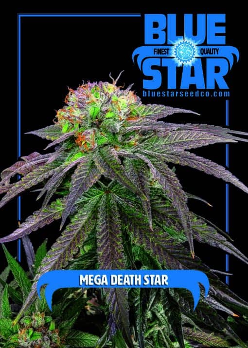 Blue Star Seed Co - Mega Death Star (Death Star x Blue Star)