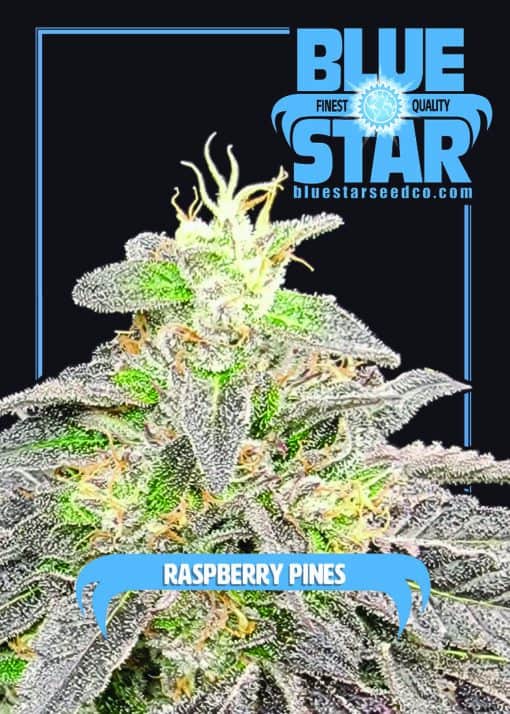 Blue Star Seed Co - Raspberry Pines (Sherbanger 22 x Blue Star)