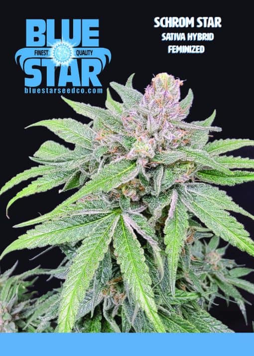 Blue Star Seed Co - Schrom Star (Schrom x Blue Star)