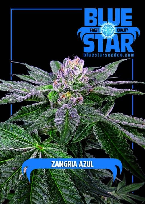 Blue Star Seed Co - Zangria Azul (Zangria x Blue Star)