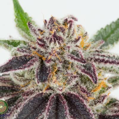 Dynasty - Blue Magoo BX 4