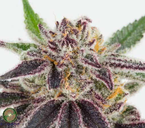 Dynasty - Blue Magoo BX 4