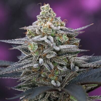 Subcools Dank - Cherrygasm F2