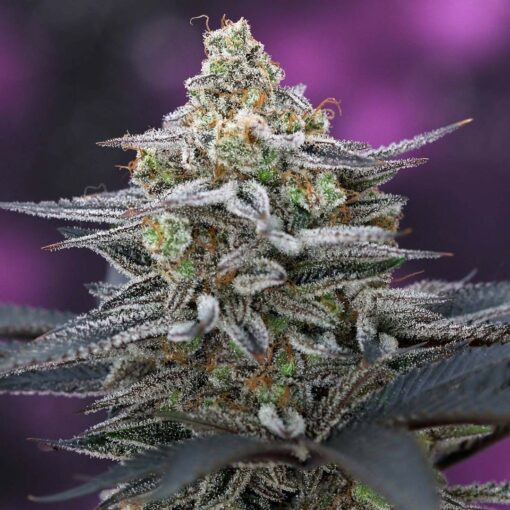 Subcools Dank - Cherrygasm F2