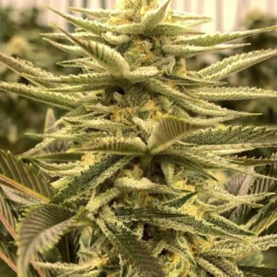 Subcools Dank - Slymer S1 [FEM]