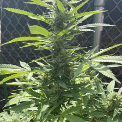 Subcools Dank - Chernobyl S1 [FEM]
