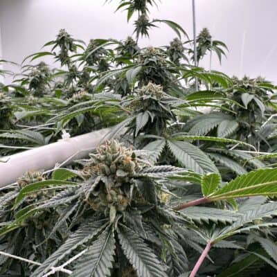 Subcools Dank - Subcool OG (WiFi #3 x Jesus OG)