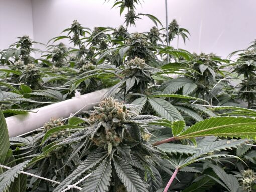Subcools Dank - Subcool OG (WiFi #3 x Jesus OG)