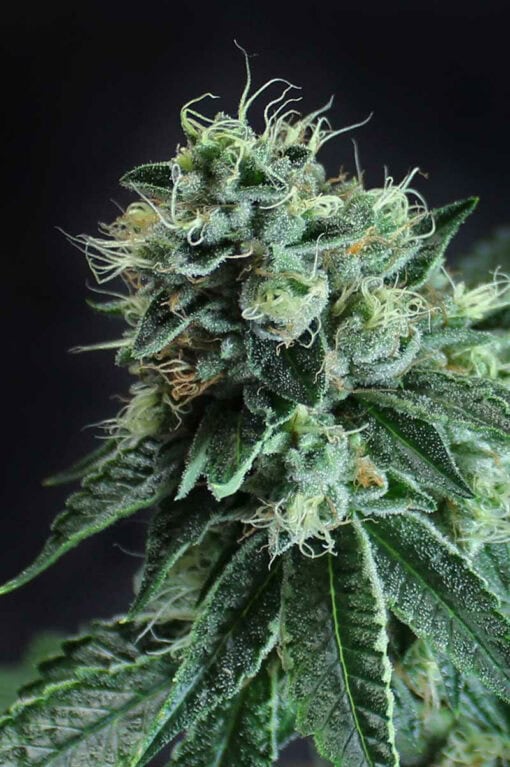 Subcools Dank - Jesus OG BX (Subcool OG x Jesus OG)