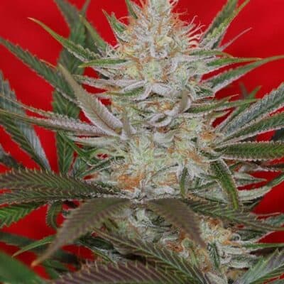 Subcools Dank - Jack The Ripper S1 [FEM]