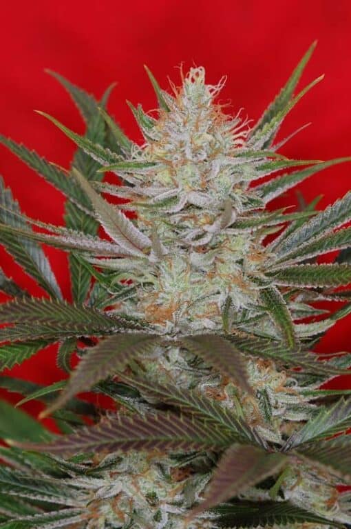 Subcools Dank - Jack The Ripper S1 [FEM]