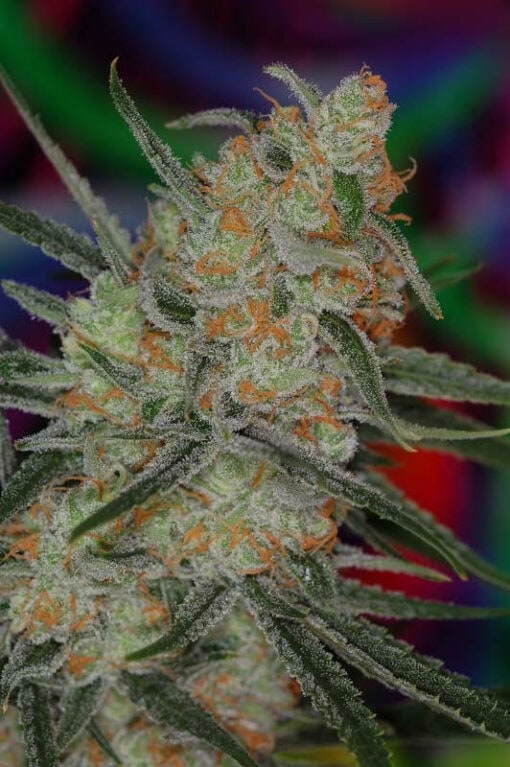 Subcools Dank - Space Queen BX (Space Candy x Space Dude)