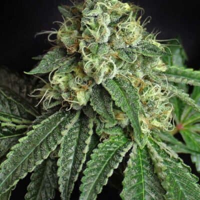 Subcools Dank - Jesus OG S1 [FEM]