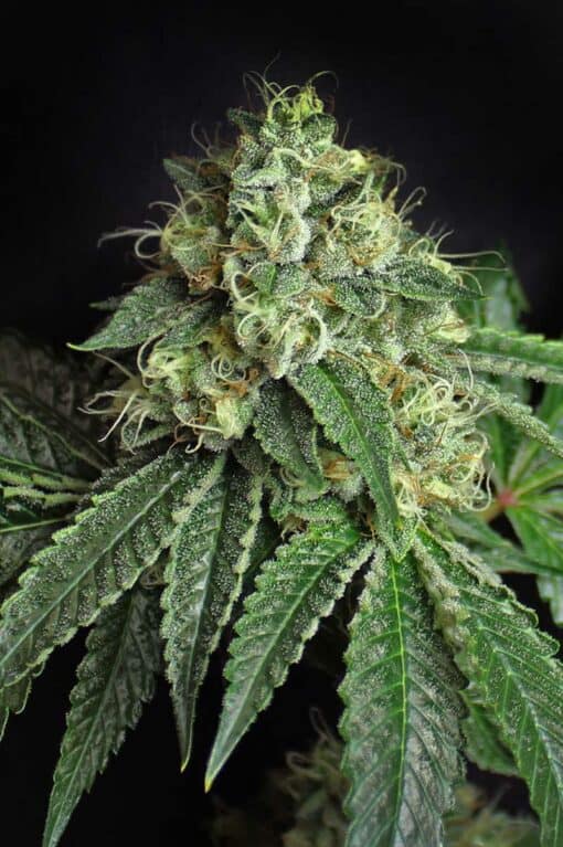 Subcools Dank - Jesus OG S1 [FEM]