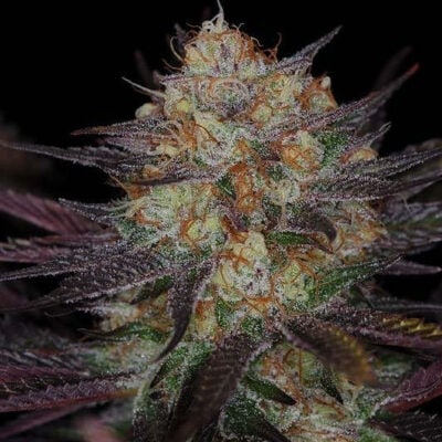 Subcools Dank - Querkle BX (Cheesequake x Querkle)