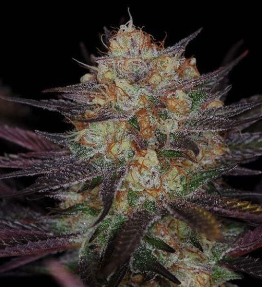 Subcools Dank - Querkle BX (Cheesequake x Querkle)