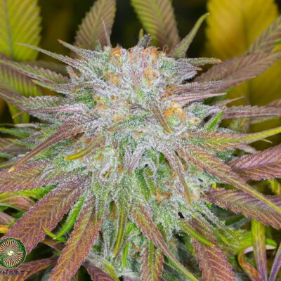 Dynasty - Huckleberry Kush V6 (Oregon Afghani x Mt Hood Huckleberry F5 #1)