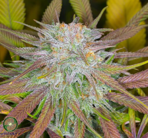 Dynasty - Huckleberry Kush V6 (Oregon Afghani x Mt Hood Huckleberry F5 #1)
