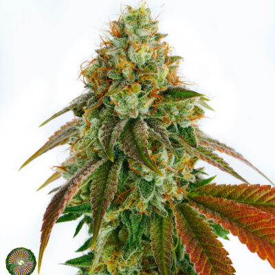 Dynasty - Llamaberry V2 (TK x Chem/I95 x Mt Hood Huckleberry F5 #1)