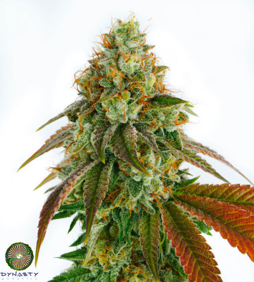 Dynasty - Llamaberry V2 (TK x Chem/I95 x Mt Hood Huckleberry F5 #1)