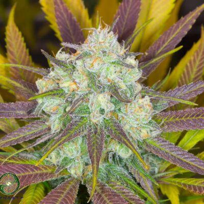 Dynasty - Moose And Lobsta V3 (Kali Snapple x Mt Hood Huckleberry F5 #1)