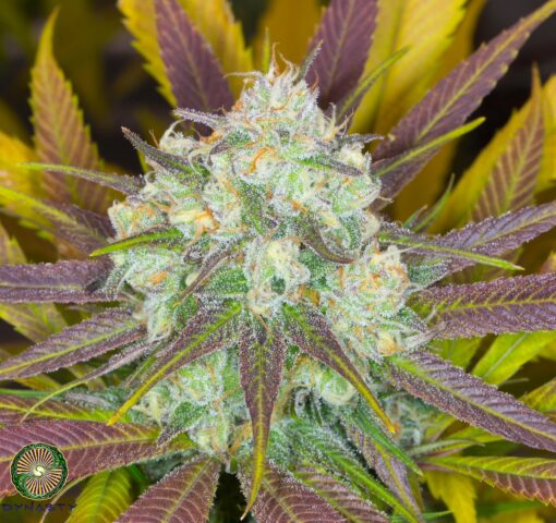 Dynasty - Moose And Lobsta V3 (Kali Snapple x Mt Hood Huckleberry F5 #1)