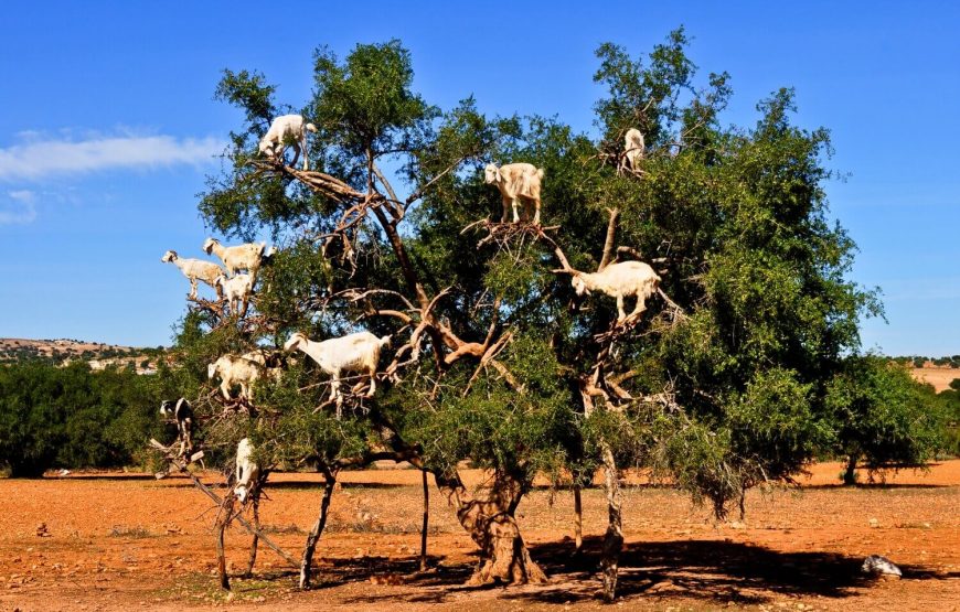 Day Trip From Marrakech to Essaouira