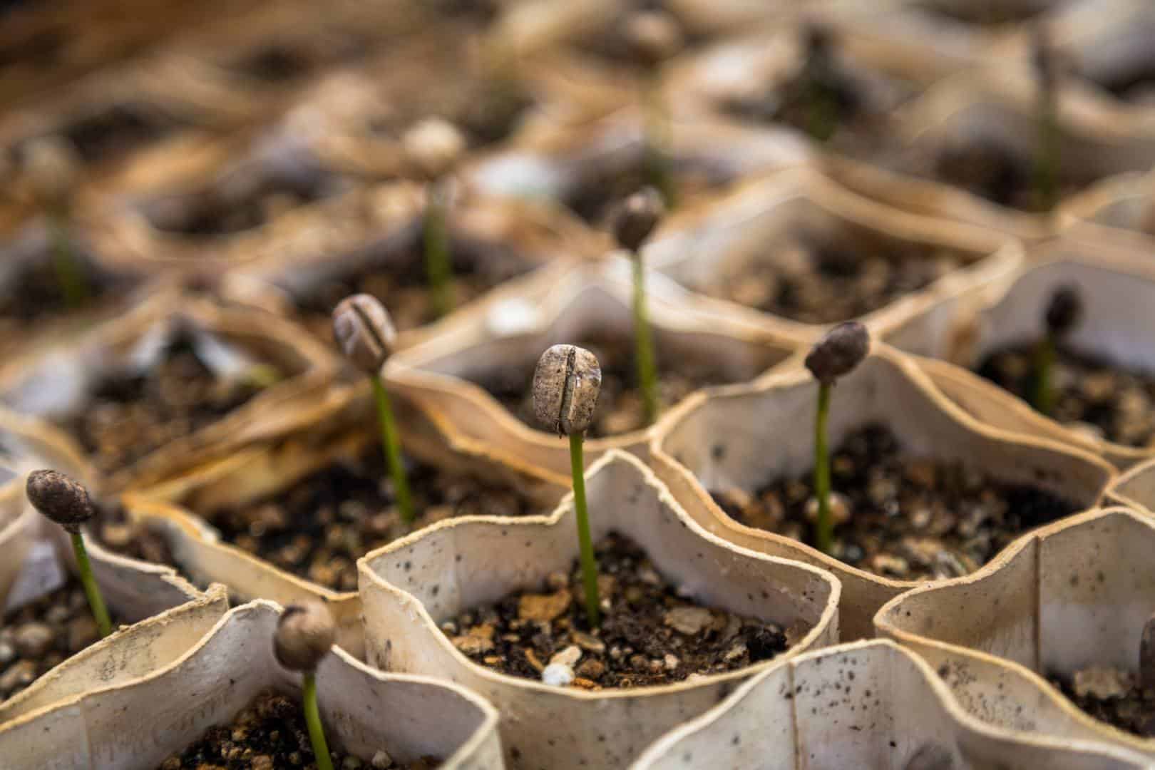 5 Easy Ways to “Green Up” Your Classroom