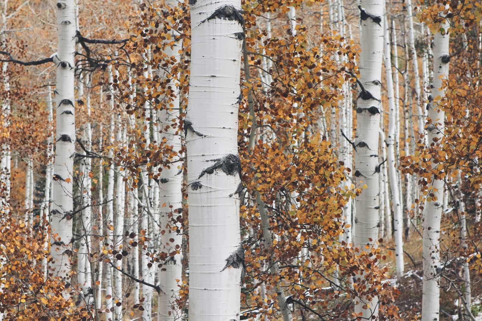 Entendimientos Perdurables: Viendo el Bosque través de los Árboles